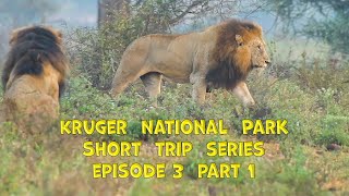 Lion and Leopard Luck -  Crocodile  Bridge to Berg-en-Dal Rest Camp - Kruger Short Trips EP3 P1 by Our Life In Africa 2,585 views 1 year ago 15 minutes