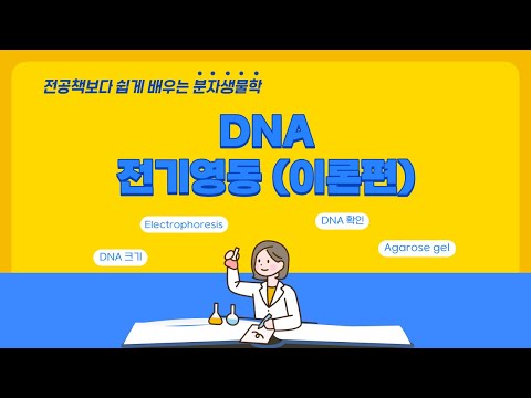 [A03] DNA 전기영동(Electrophoresis) 관련 이론 총집합