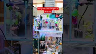 интересные аквариумные рыбки 🤔