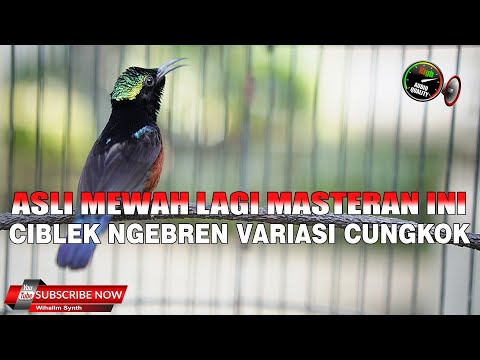 MASTERAN KONIN GACOR FULL ISIAN TEMBAKAN VARIASI MEWWAH COCOK UNTUK ISIAN KOLIBRI NINJA BAHAN IJOAN