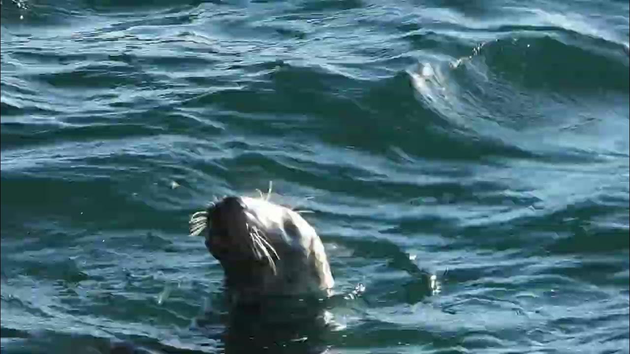 Neist Point Fishing Grey Seal steals the catch from the spinner and