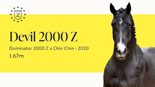 Devil 2000 Z - Stallion Presentation 2024