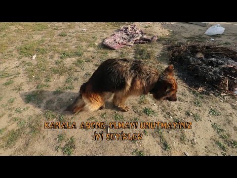 Video: Köpeklerde Kene Felci