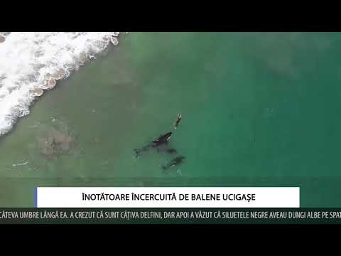 Video: Gli Stati Uniti Indagano Sulle Massicce Morti Di Balene Lungo La Costa Dell'Alaska - Visualizzazione Alternativa