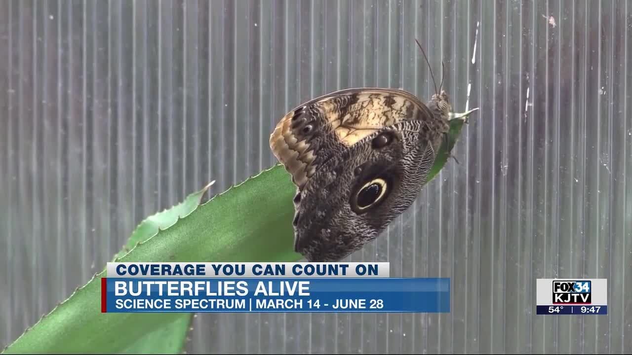 Butterflies Alive Exhibit at the Science Spectrum