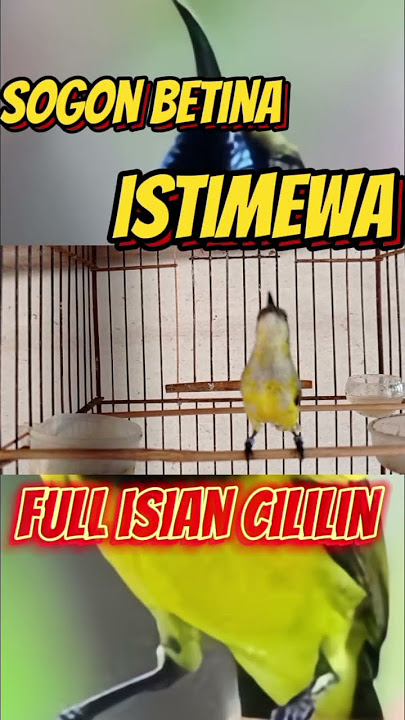 sogon betina jahat isian cililin #birds #sogonngobra