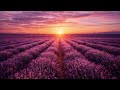 4K PURPLE SERENITY - Lavender Fields Sunset - 1 Hour Nature Healing Art Frame Background