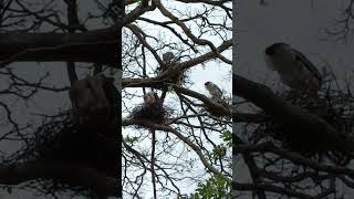 marabou stork birds nesting in natures urban wildlife|car engine alarm soundsviral