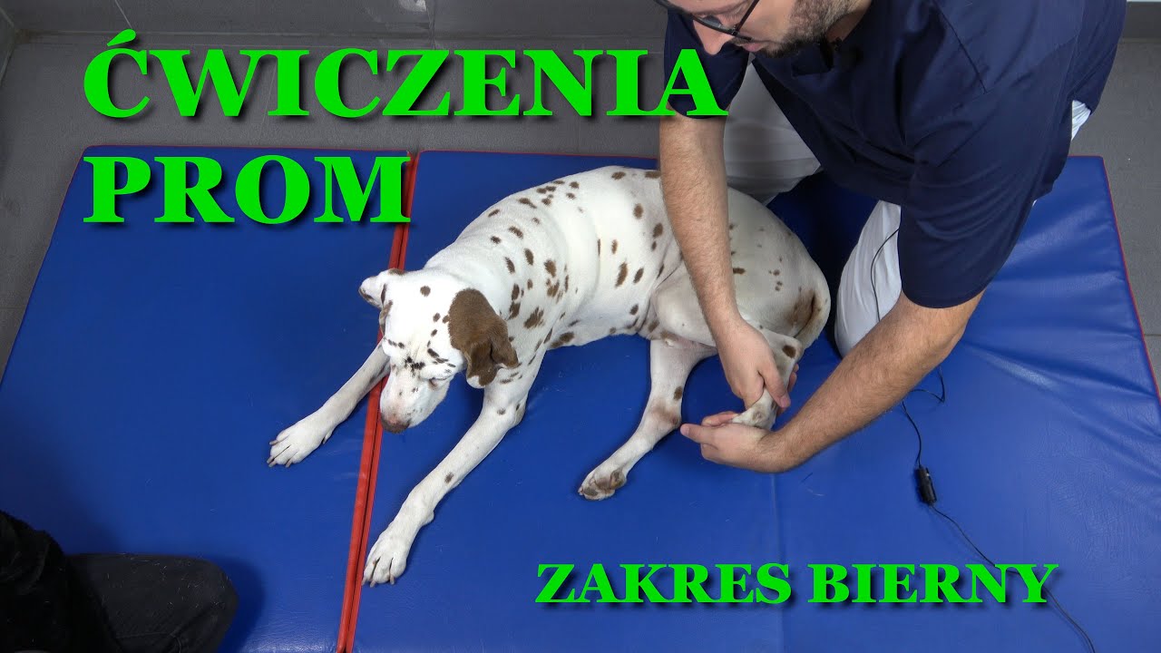 Bierne ćwiczenia ruchu u psa i kota (PROM) - mgr Adam Wróbel