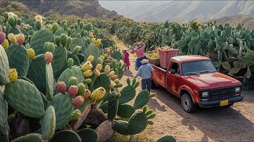 Millions Of Tons of Prickly Pear Cactus Fruit & Pads Processed – How To Grow & Harvest Prickly Pear