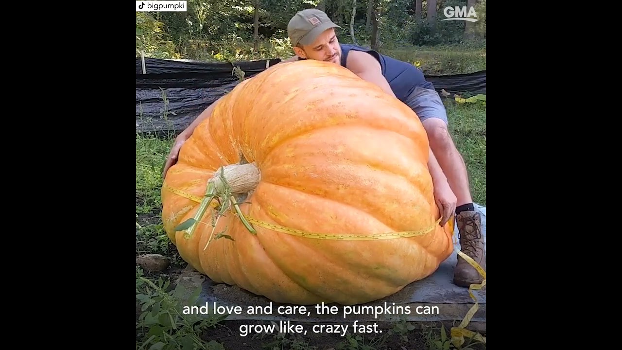 Meet the man behind the viral large pumpkin-growing TikTok account
