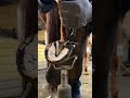 #animalwelfare #asmr #horse #farrier