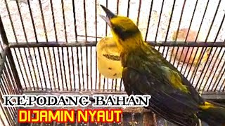 PANCINGAN KEPODANG BAHAN SUPAYA CEPAT BUNYI