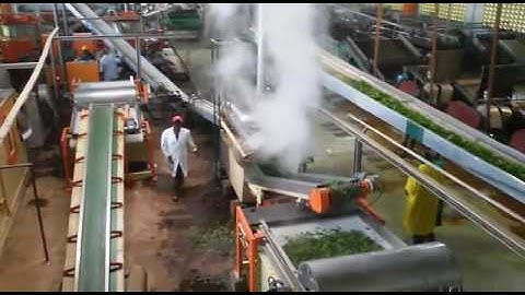 Green Tea Processing Line