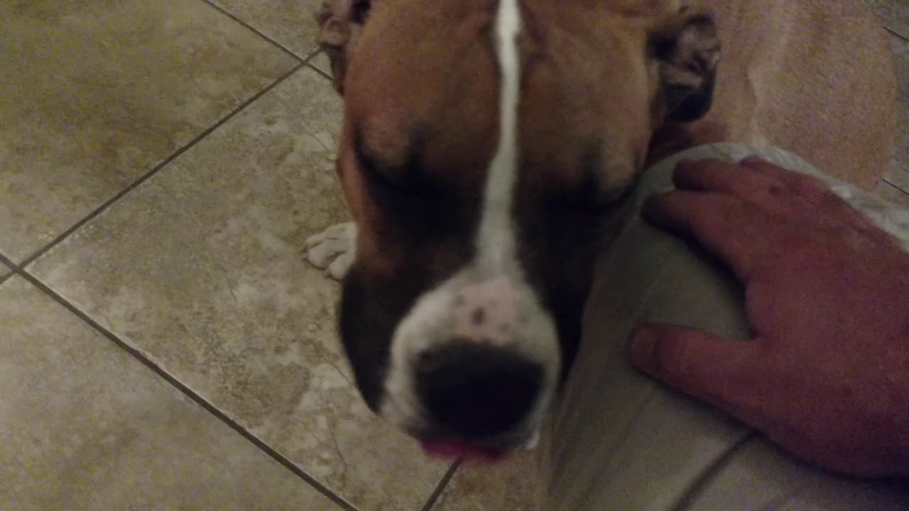 Dog ate a crayon YouTube