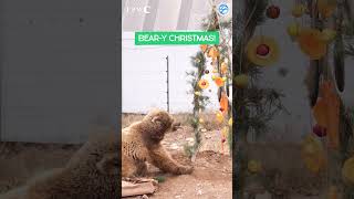 Bear Destroys Christmas Tree #christmas #animals #bears