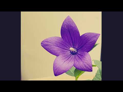 Jonathan Wilson - Ballad of the pines