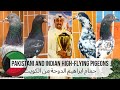 Индийские и Пакистанские высоколётные голуби, Кувейт | Pakistani and Indian high-flying pigeons