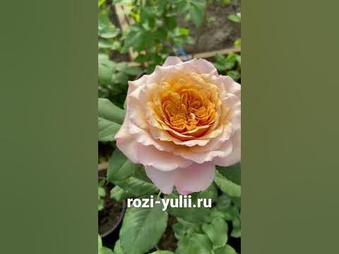 «Мияби Ча» Роза японской селекции 🥀 Каталог rozi-yulii.ru 🥀 #саженцыроз ...