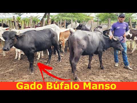 FEIRA DO GADO EM ALTINHO-PE 28-02-2026 #nordeste