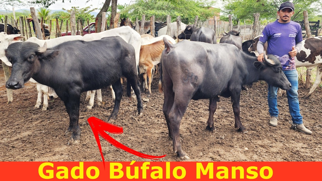 FEIRA DO GADO EM ALTINHO-PE  28-02-2026 #nordeste