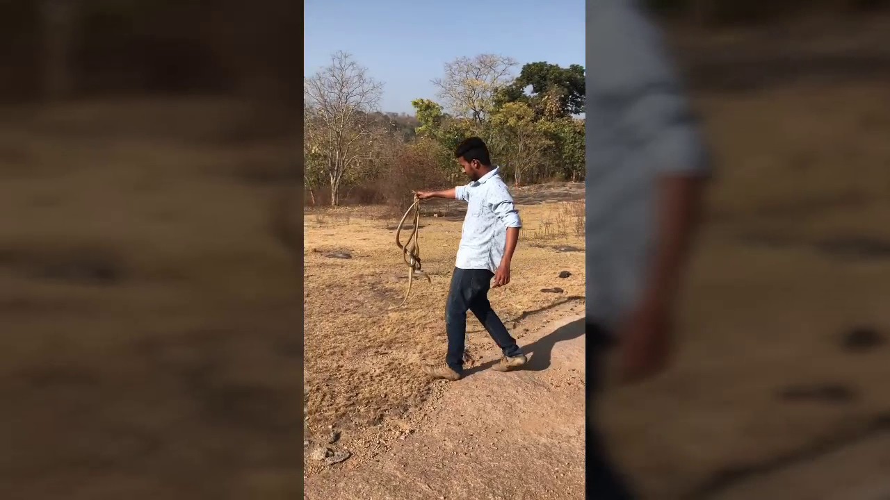 snake oil Dheeraj releasing 5 snakes in forest
