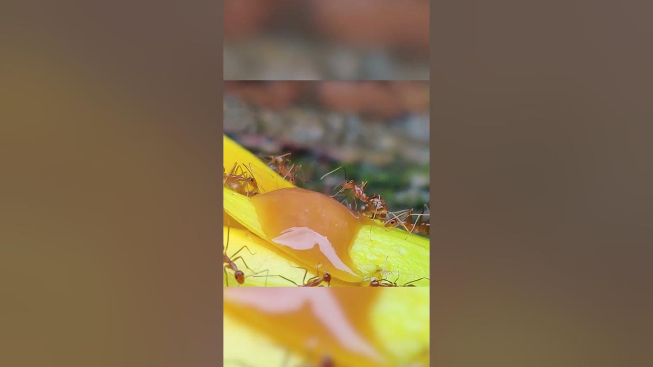 🐜Мураха🐜Цікаві факти про мурах🐜Про мурах дітям🐜 - YouTube
