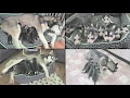 10 NEWBORN SIBERIAN HUSKY PUPPIES WATCH THEM GROW NEWBORN 6 WEEKS OLD TIME LAPSE