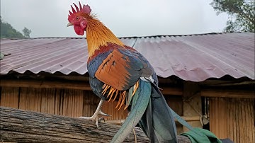 Qaib qus txuam F1 qua zoo heev li