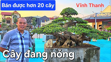 Thị trường cây đang rất nóng anh ạ . Đã bán được hơn 20 cây  !..