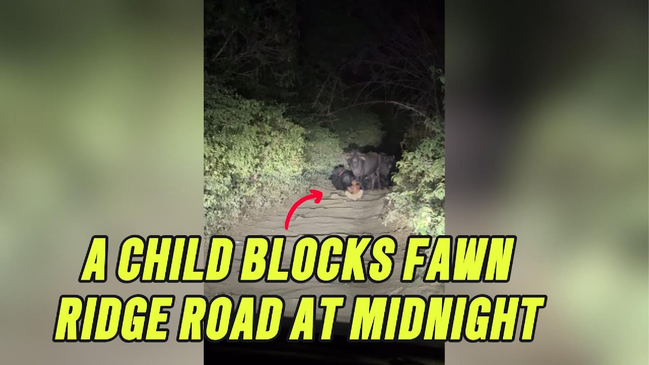Dashcam Horror: A Child Blocks Fawn Ridge Road at Midnight — “TURN BACK”