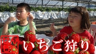 いちご狩り 2014 Strawberry Picking