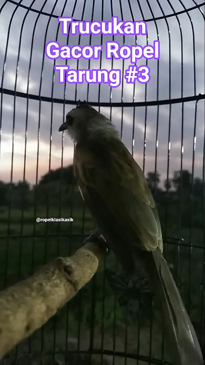 trucukan gacor ropel tarung #3. #hobiburung #trucukangacor #trucukanropel #trucukantarung