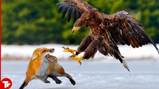 Eagles captures a Fox | Amazing Raptors and Eagle Attacks | Eagles vs Monkey, Goat and Snake by TrTube 2,824 views 11 months ago 8 minutes, 34 seconds