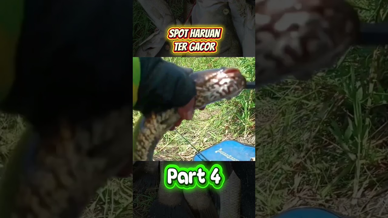 Spot Ikan Haruan Tergacor part 4 