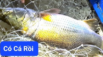 Thả lưới dính cá chẽm đi bán nữa!