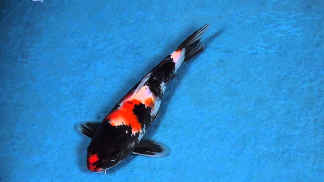 48 昭和三色25cm 母高$2000 江口的錦鯉殿2015 1 - YouTube
