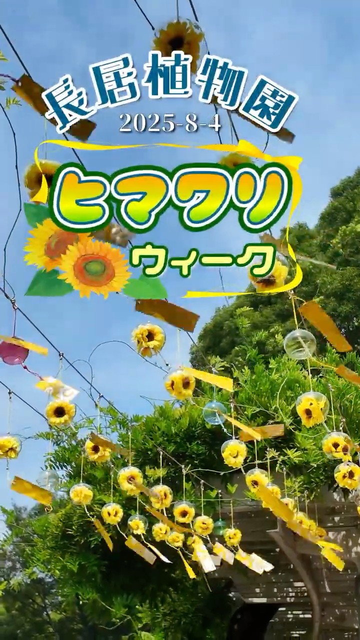 2025-8-4長居植物園 ひまわり 】 #長居植物園 #ヒマワリ