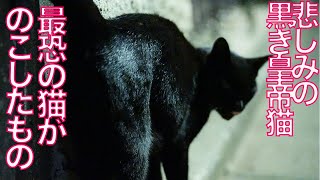 悲しみの黒き皇帝猫、最恐の猫がのこしたものThe inheritance of the
