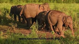 Elephants socializing