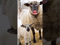 بدهم يدبحوني يا ماما