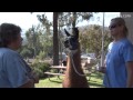 LYDIA HIBY, Animal Communicator: Llamas
