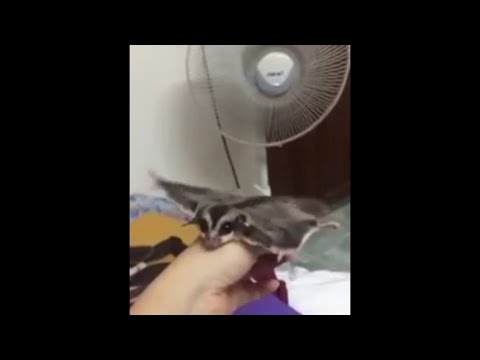 Sugar Glider Tricked into Flying from Fan - Funny