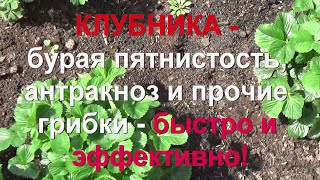 61. КЛУБНИКА. Бурая пятнистость и прочие грибковые заболевания - быстро и эффективно!