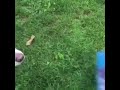 What is the best way to teach a dog to stop stealing things? What is the best way to teach a dog to stop stealing things?