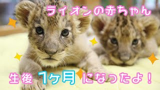 ライオンの赤ちゃん 生後1ヶ月・記念ムービー