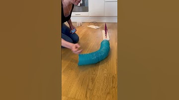 Rat Loves Doing Agility Course With Mom