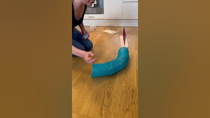 Rat Loves Doing Agility Course With Mom