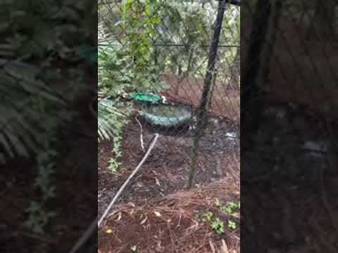 Highlight 6:50 - 11:50 from Ducks geese and horses! SUB = SHOUTOUT! Quick live!