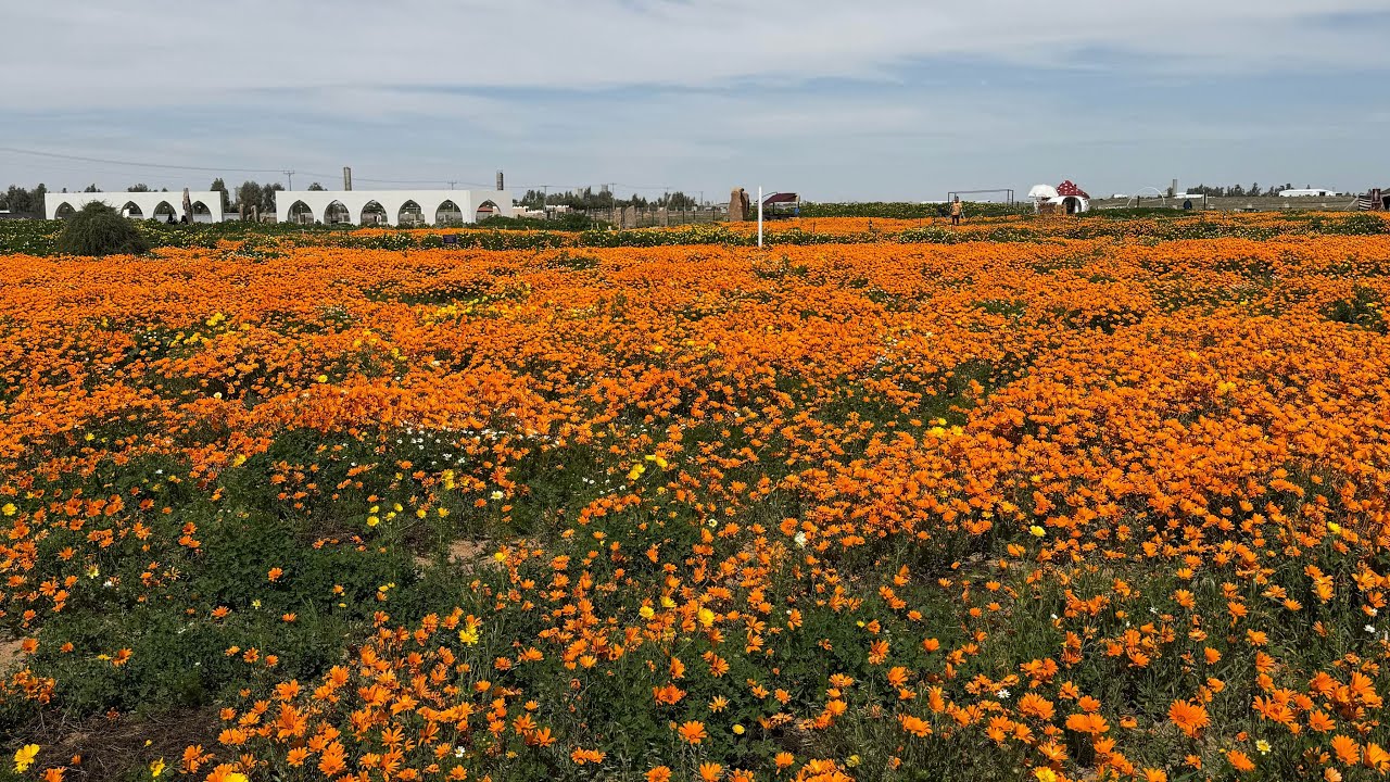 كشتـــة | الشمال | ورد القصيم 🌷